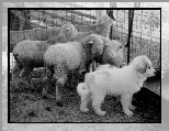 M�ody, Owczarek w�gierski Kuvasz, owce